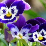 plantas-de-sombra-viola